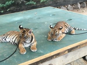 Tiger Cubs at Dreamworld - www.loveniamh.com