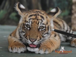 Tiger Cubs at Dreamworld - www.loveniamh.com